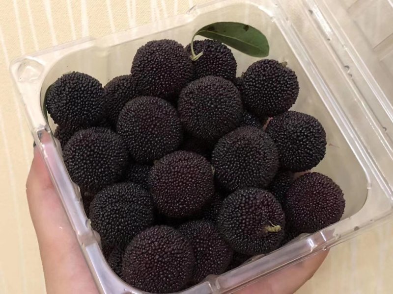 石屏杨梅