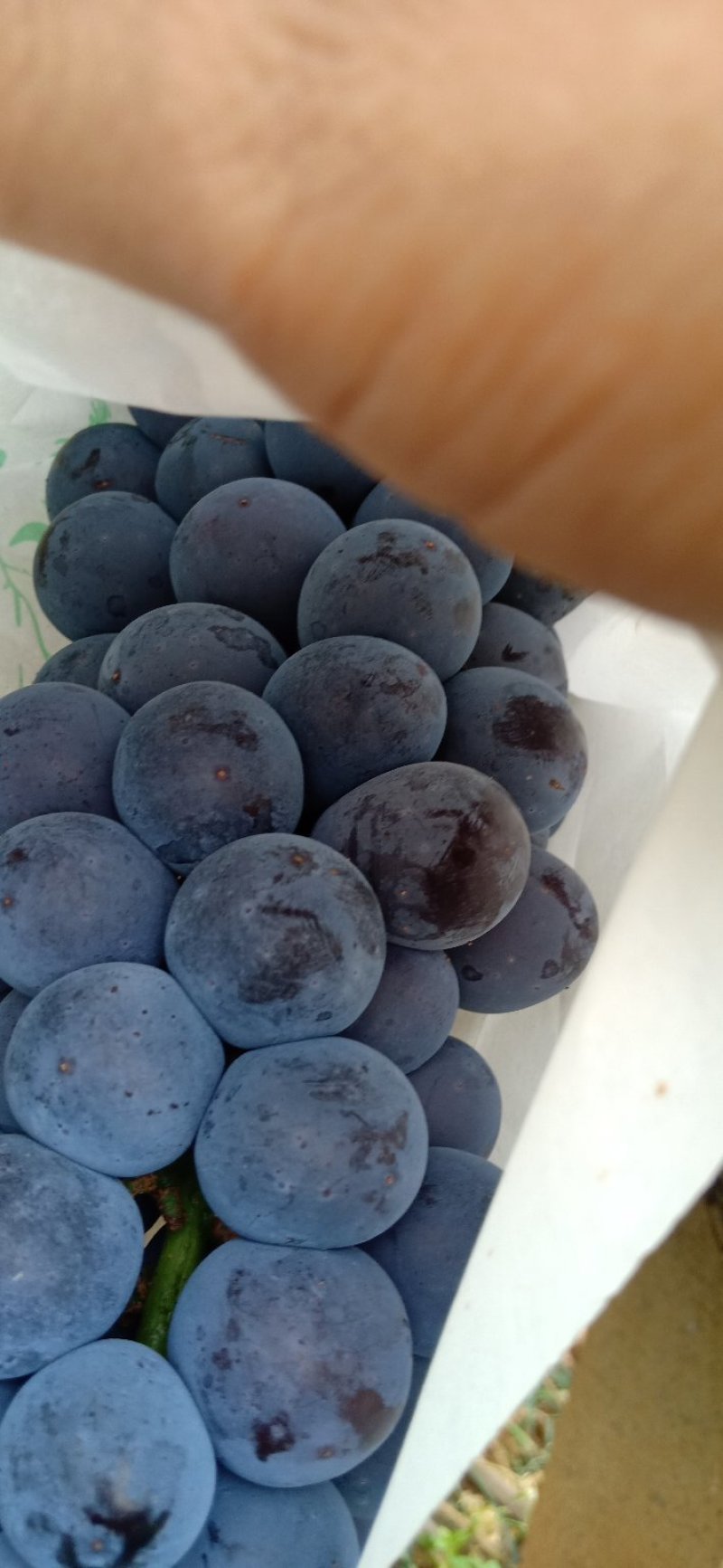 夏黑葡萄