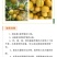 珍珠油杏