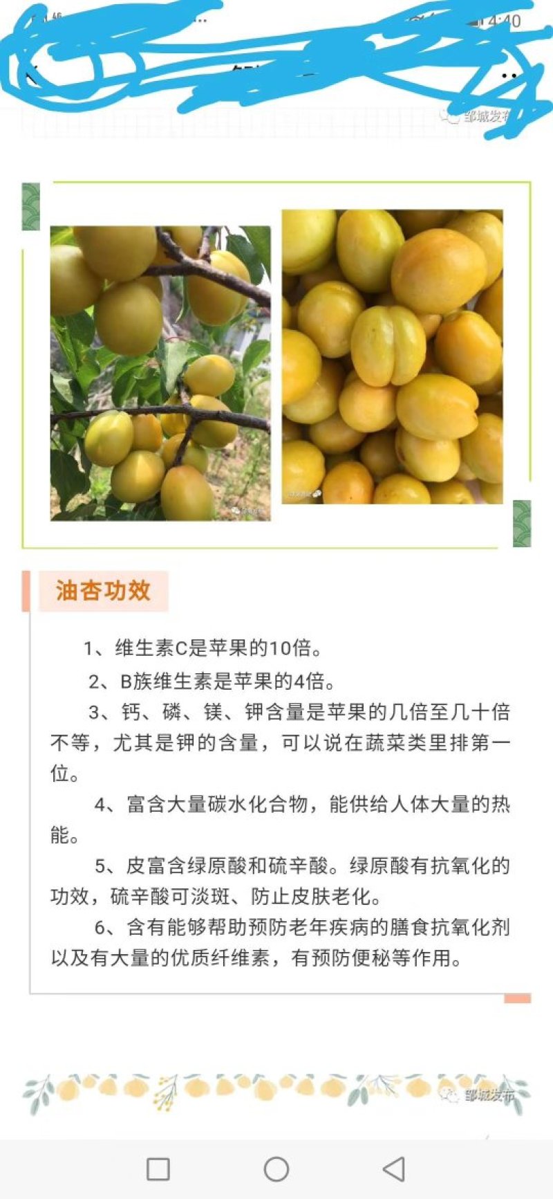 珍珠油杏