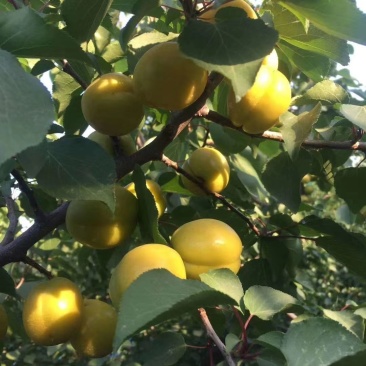 珍珠油杏