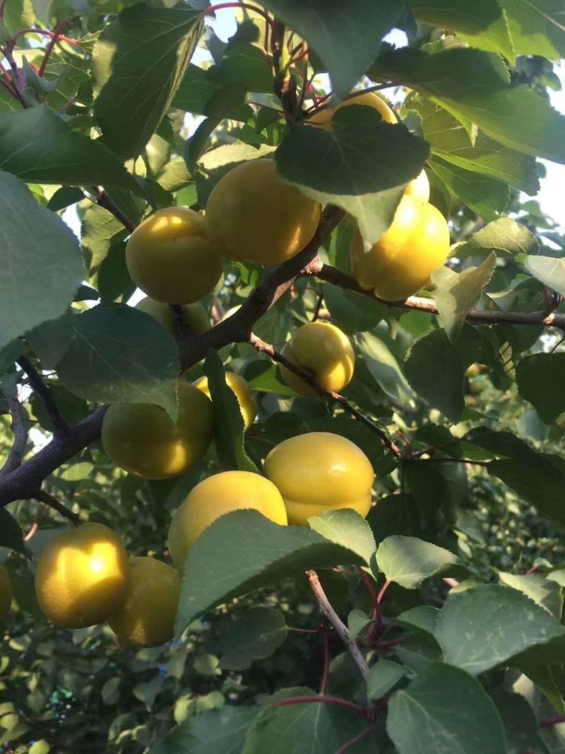 珍珠油杏