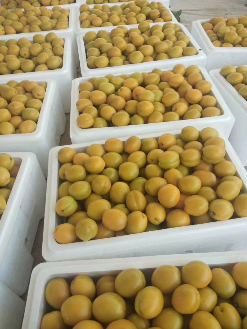 珍珠油杏