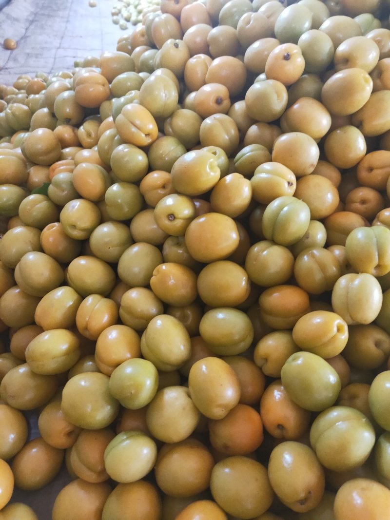 珍珠油杏