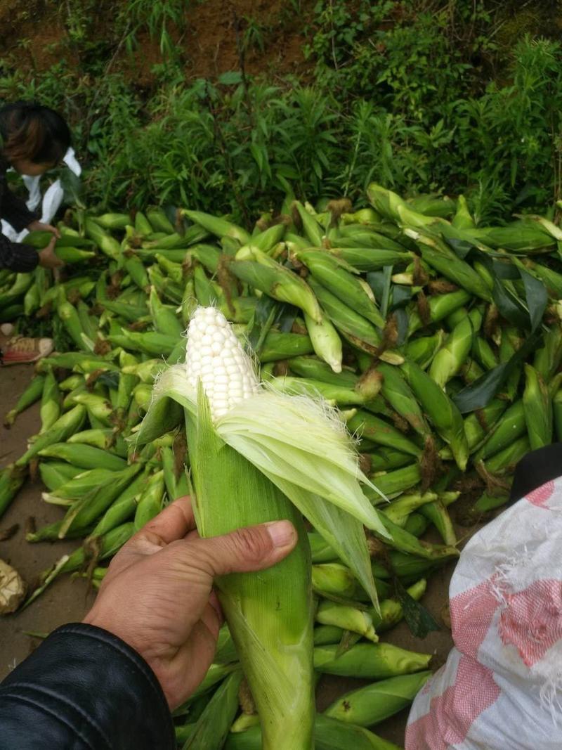 新鲜玉米
