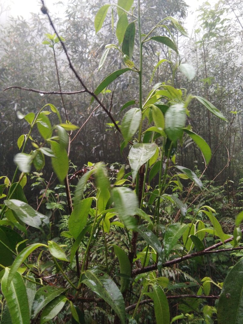 广西金秀大瑶山土特产石崖茶，一袋装一斤。