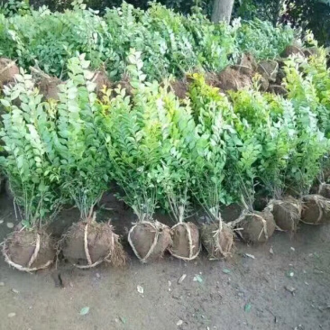 卫矛球，扶芳藤球，卫矛毛球，扶芳藤毛球，卫矛绿篱苗