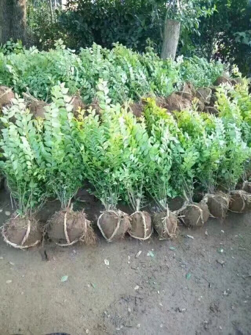 卫矛球，扶芳藤球，卫矛毛球，扶芳藤毛球，卫矛绿篱苗
