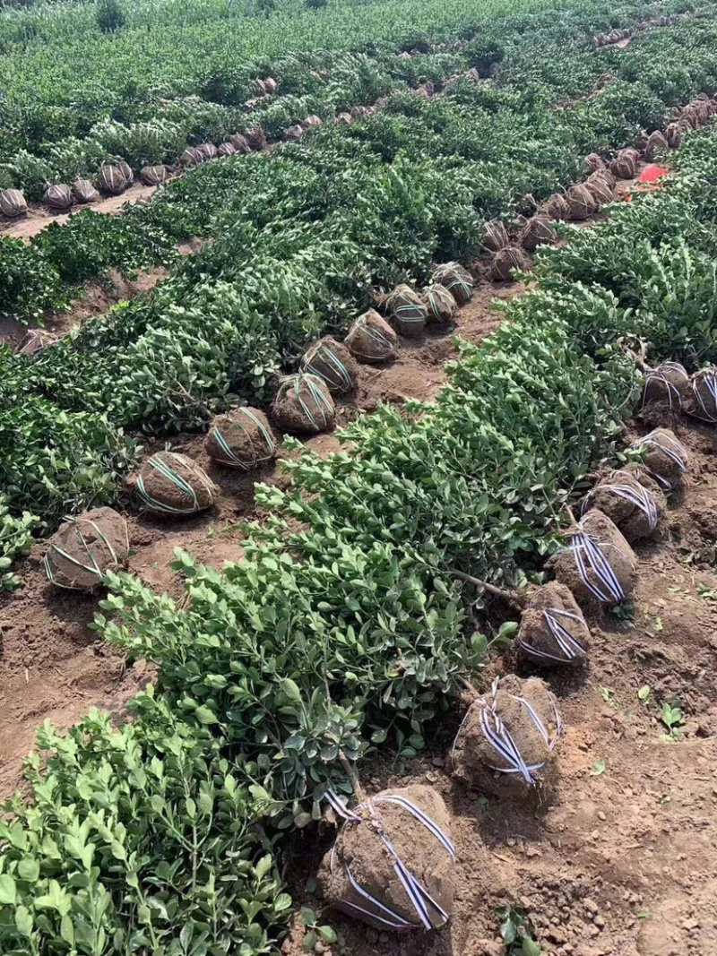 卫矛球，扶芳藤球，卫矛毛球，扶芳藤毛球，卫矛绿篱苗