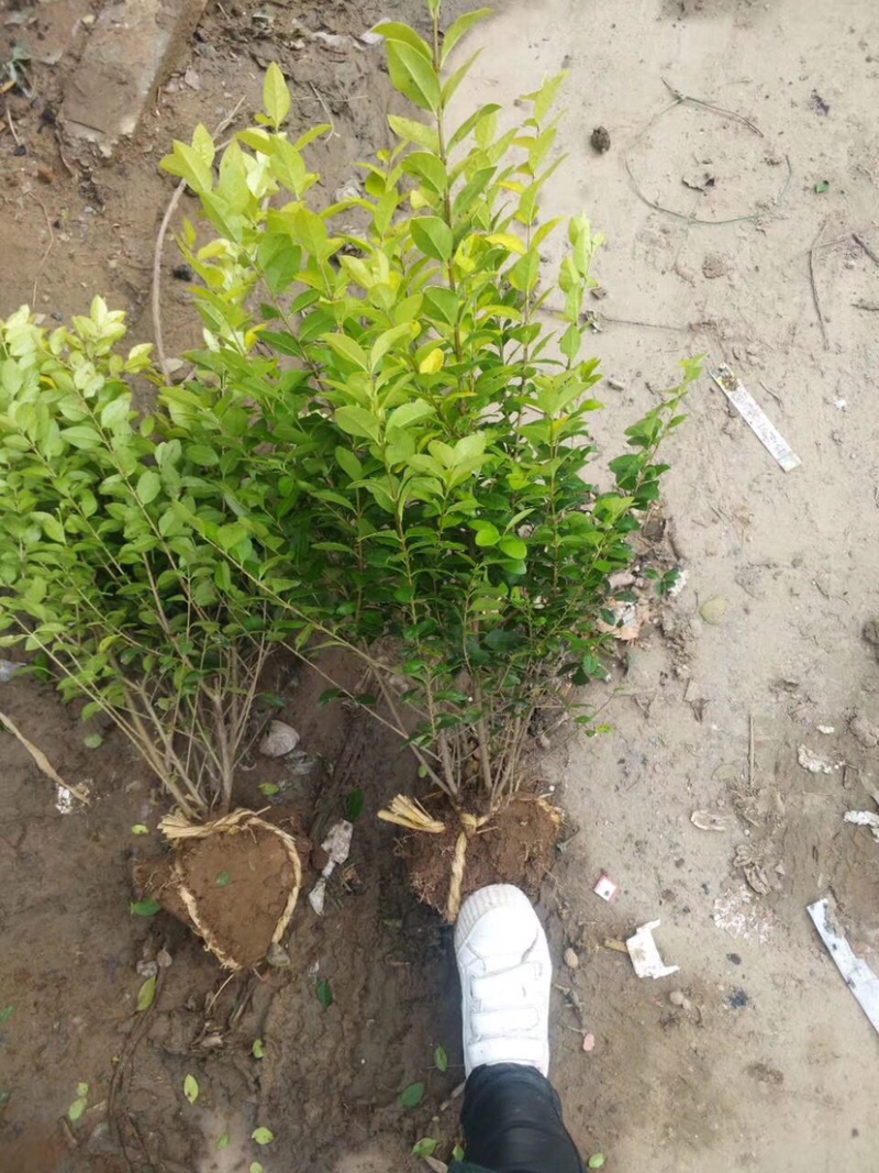 卫矛球，扶芳藤球，卫矛毛球，扶芳藤毛球，卫矛绿篱苗