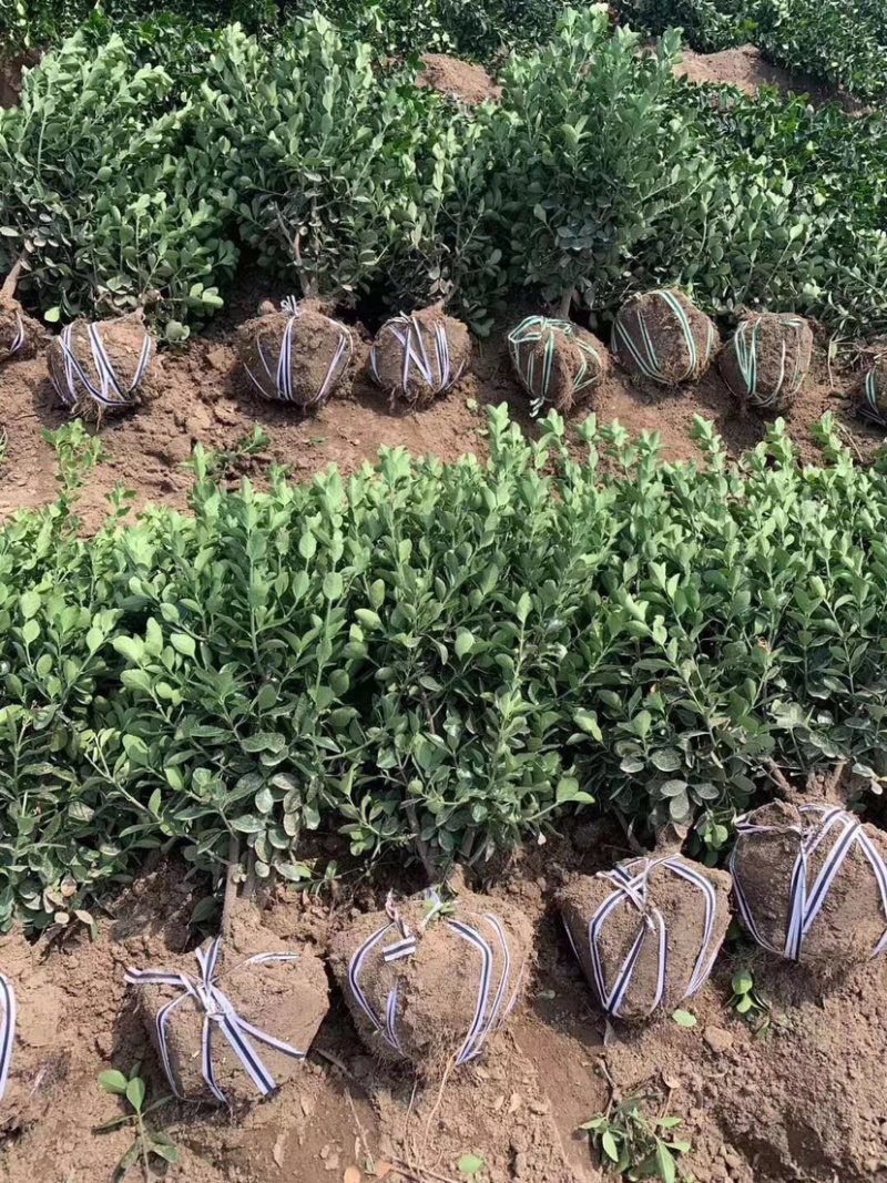 卫矛球，扶芳藤球，卫矛毛球，扶芳藤毛球，卫矛绿篱苗