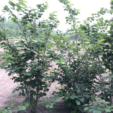 丛生紫荆，多分枝紫荆，独杆紫荆，10分枝紫荆