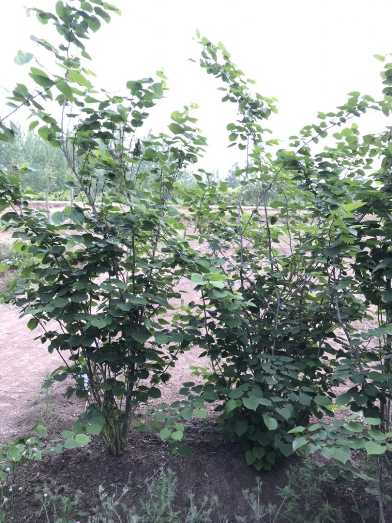 丛生紫荆，多分枝紫荆，独杆紫荆，10分枝紫荆