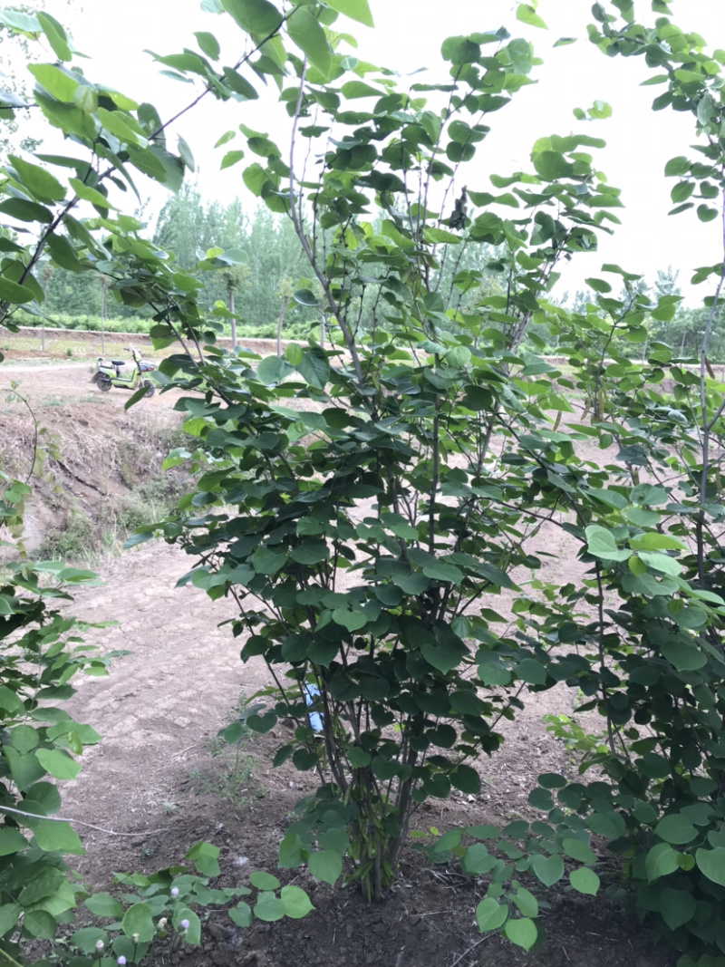 丛生紫荆，多分枝紫荆，独杆紫荆，10分枝紫荆