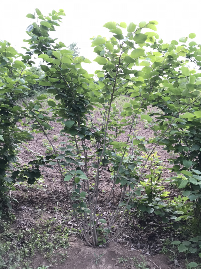 丛生紫荆，多分枝紫荆，独杆紫荆，10分枝紫荆