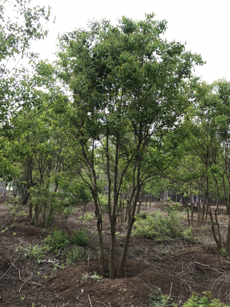 丛生乌桕，乌桕树，15公分乌桕，20公分乌桕