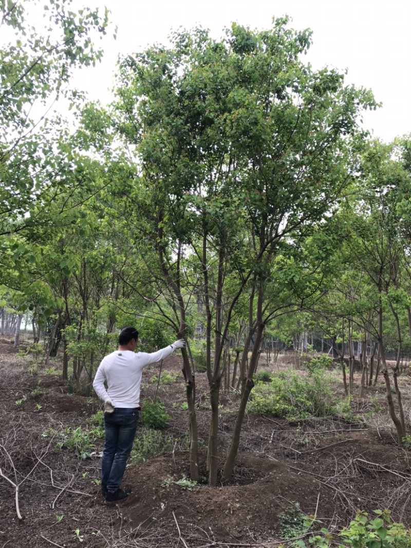 丛生乌桕，乌桕树，15公分乌桕，20公分乌桕