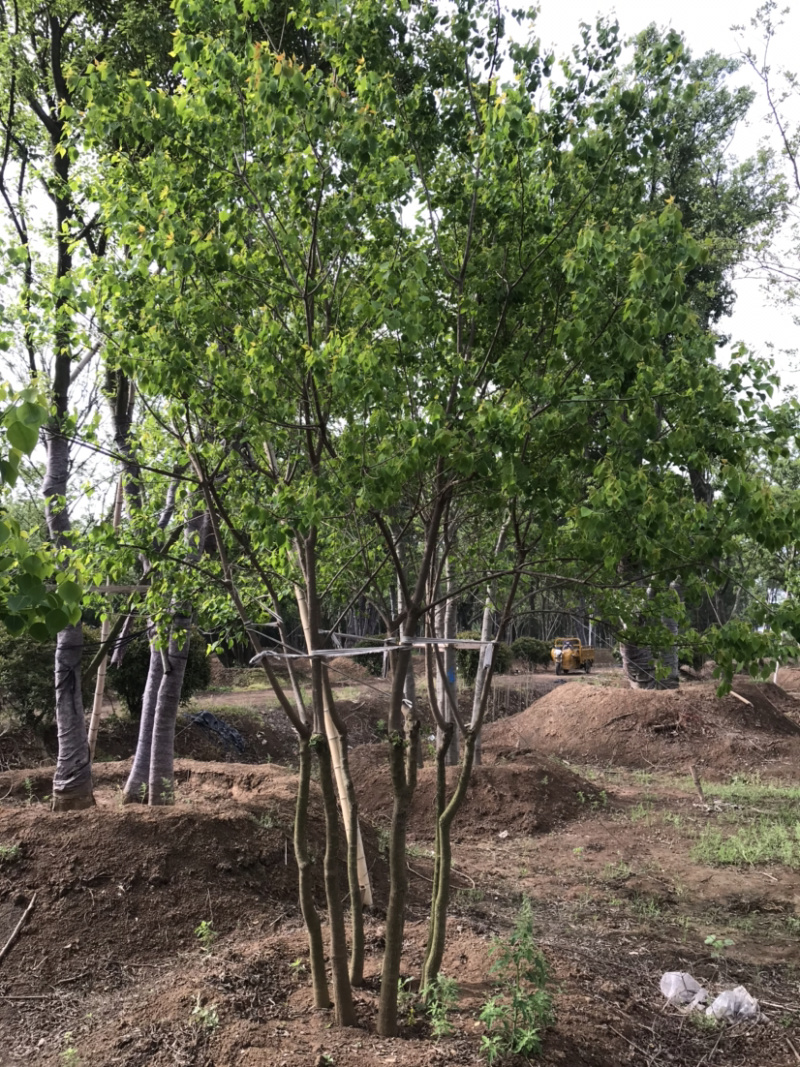 丛生乌桕，乌桕树，15公分乌桕，20公分乌桕