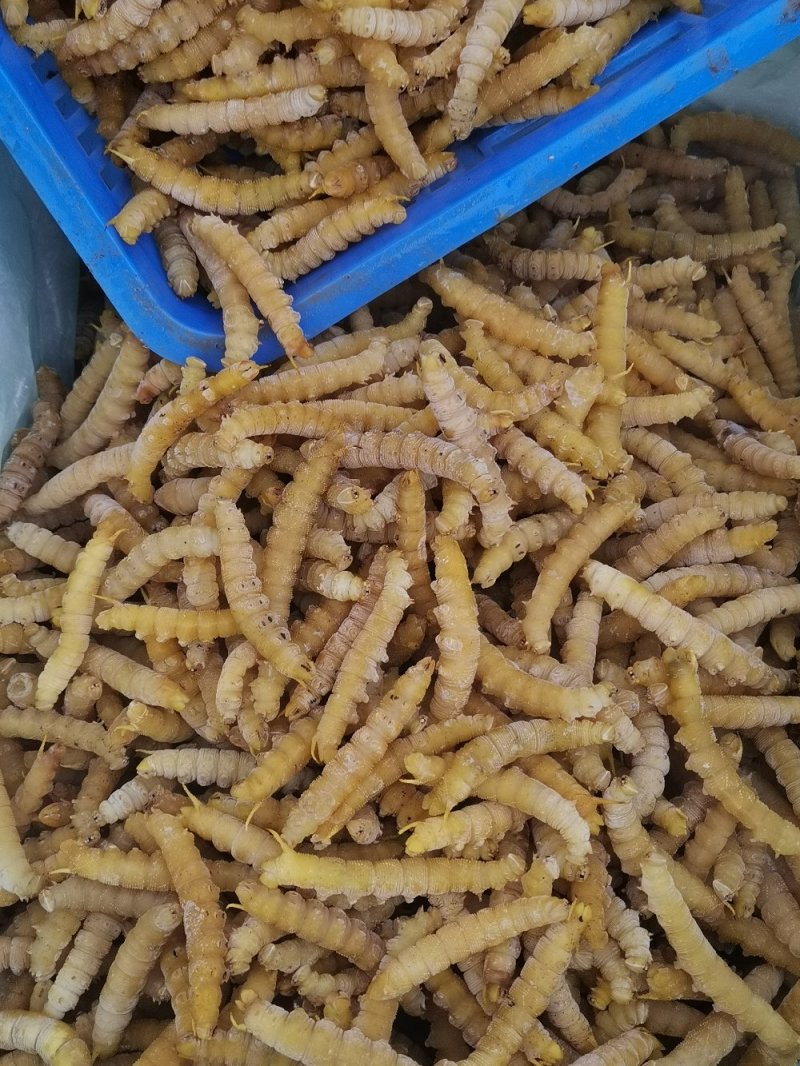 精选上品老虫高品质批发