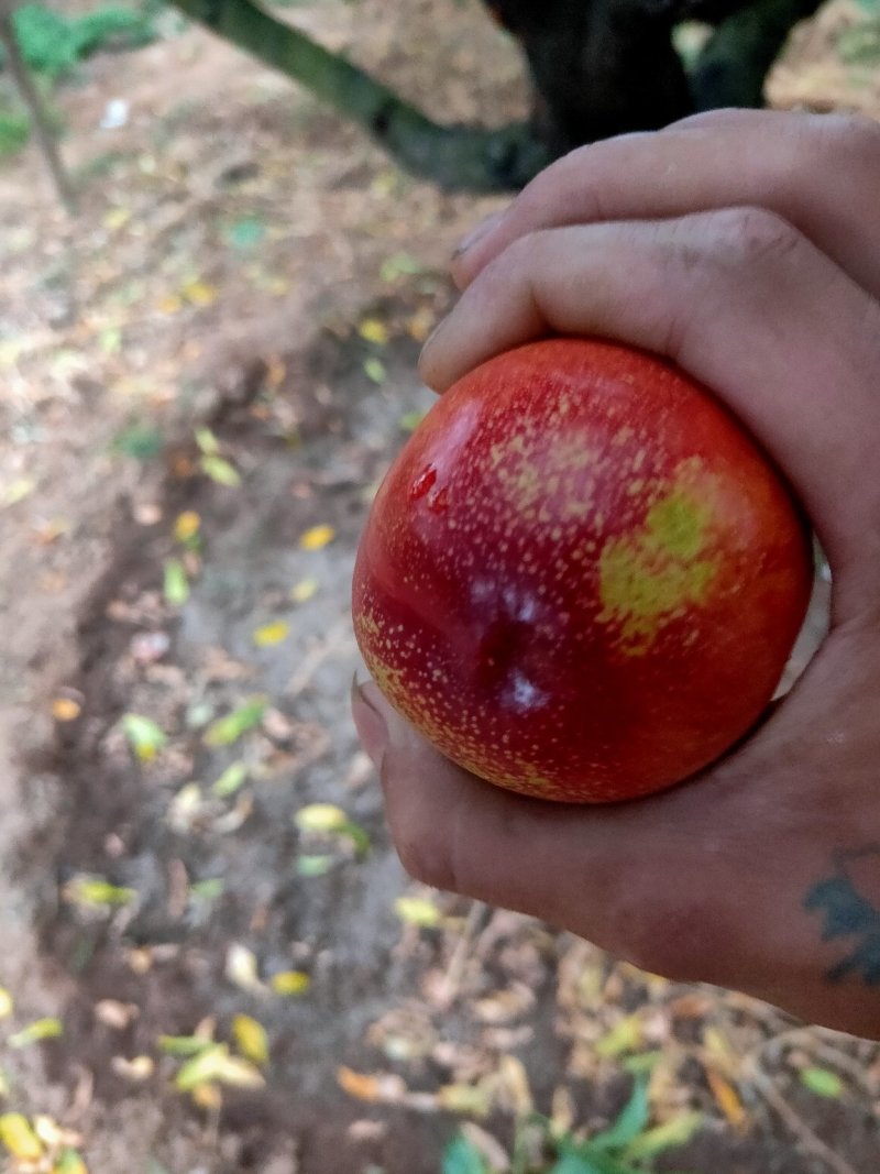 曙光油桃露天的果子大量上市了