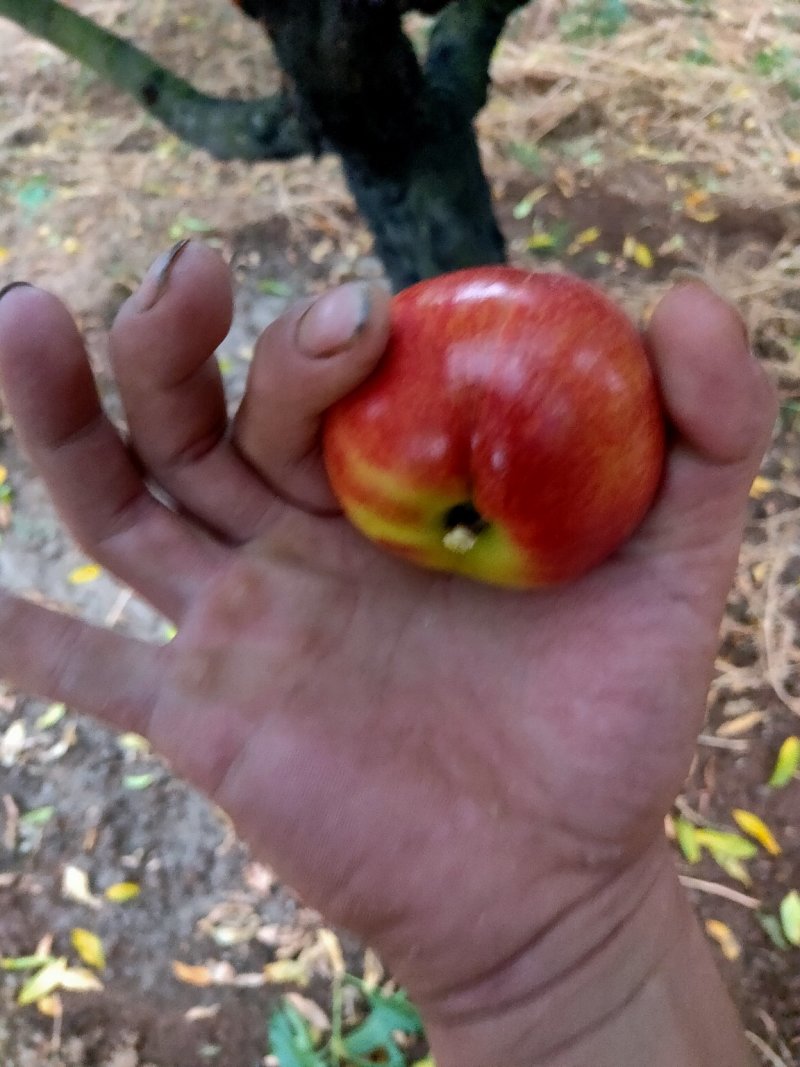 曙光油桃露天的果子大量上市了
