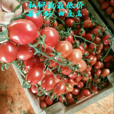 千禧圣女果玲珑长黄圆黄各种类都有货
