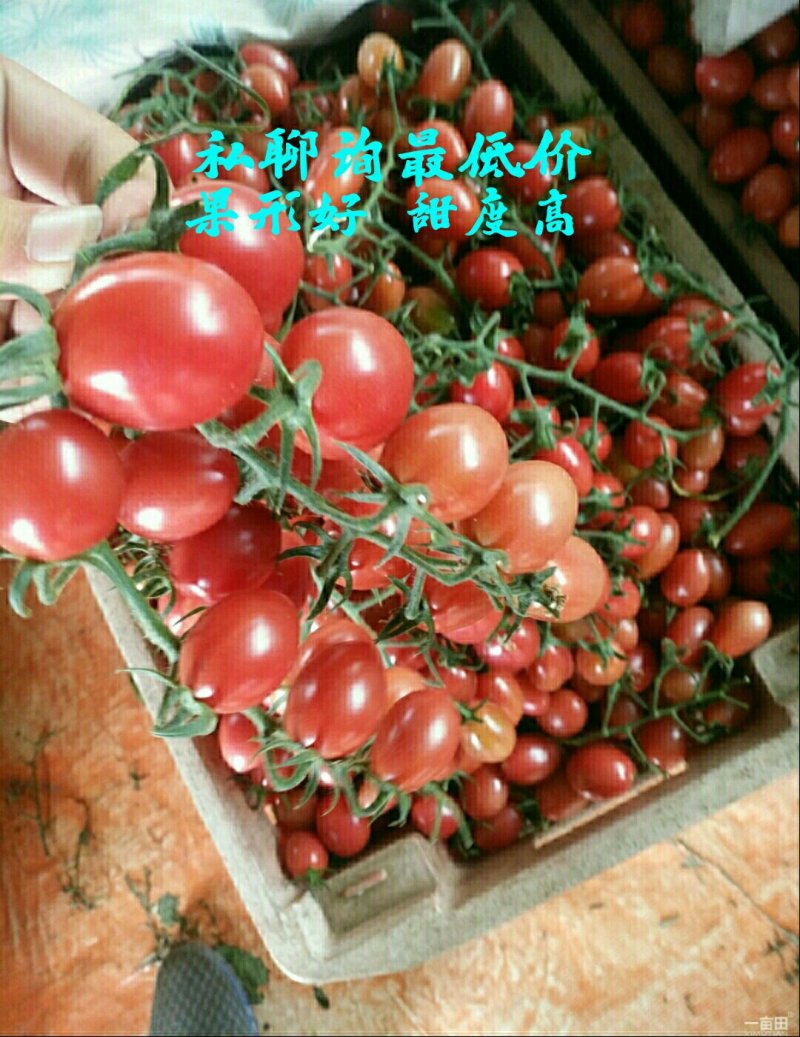 千禧圣女果玲珑长黄圆黄各种类都有货