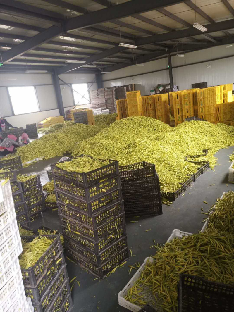 特价黄花菜基地批发，天然晾晒，无添加直条黄花菜