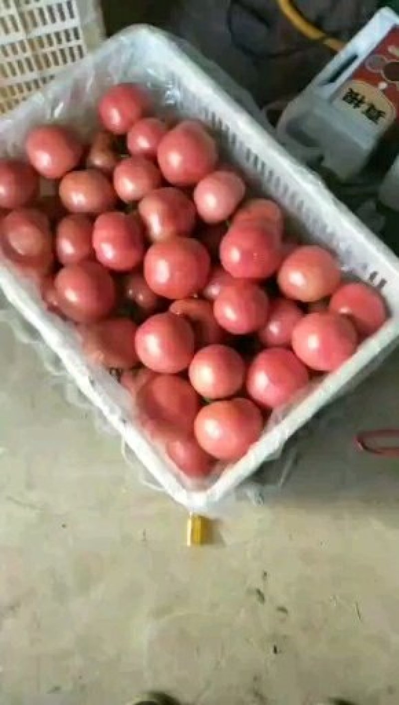 西红柿沙瓤新鲜蔬菜雄峰授粉番茄大量上市中