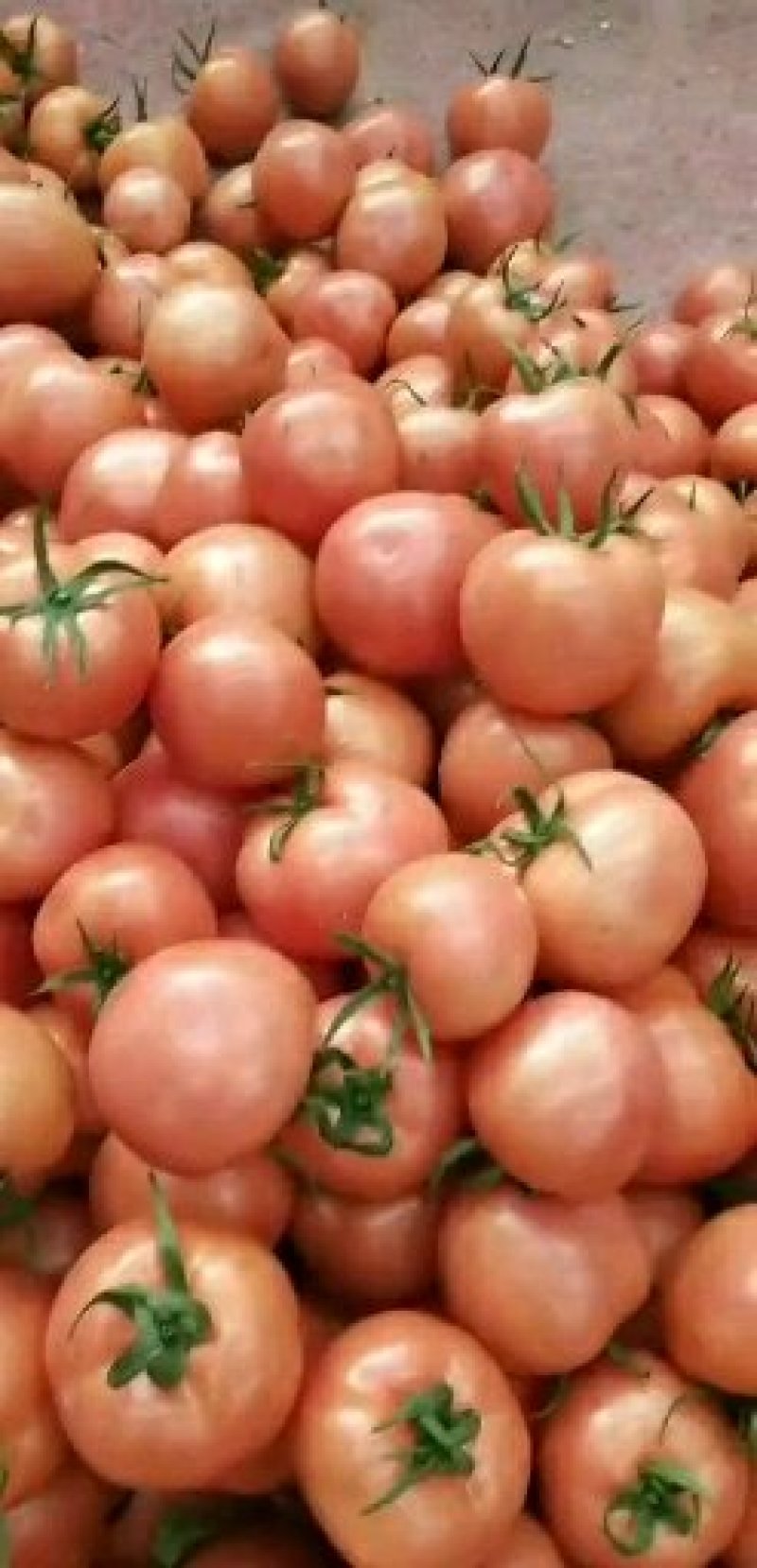 西红柿沙瓤新鲜蔬菜雄峰授粉番茄大量上市中