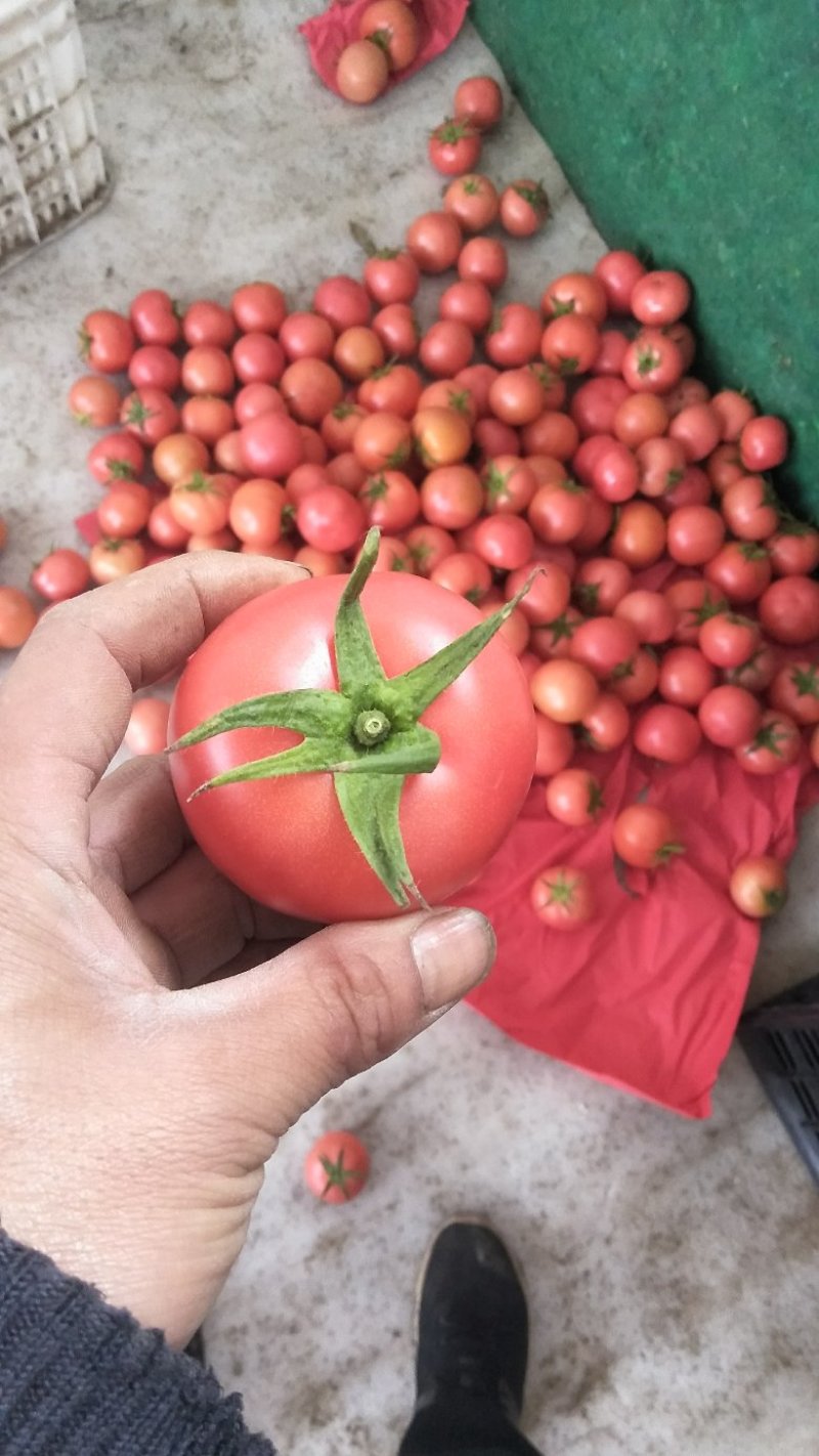 西红柿沙瓤新鲜蔬菜雄峰授粉番茄大量上市中