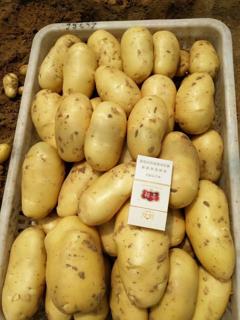 精品荷兰十五土豆2两通天