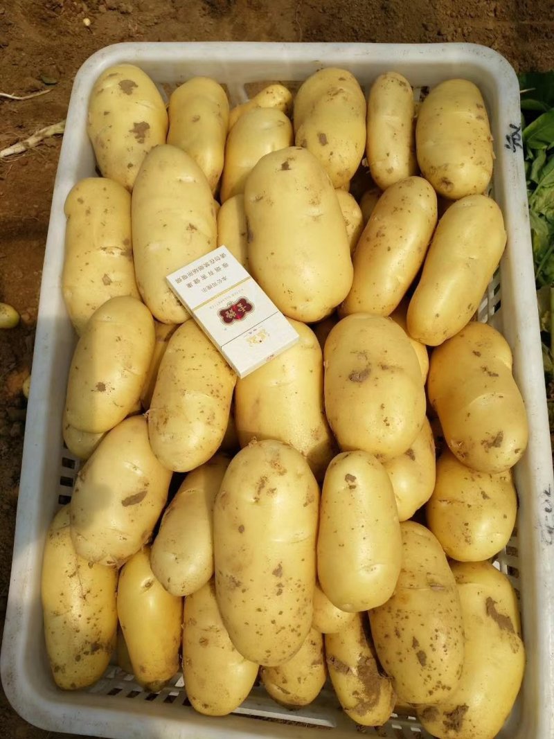 精品荷兰十五土豆2两通天