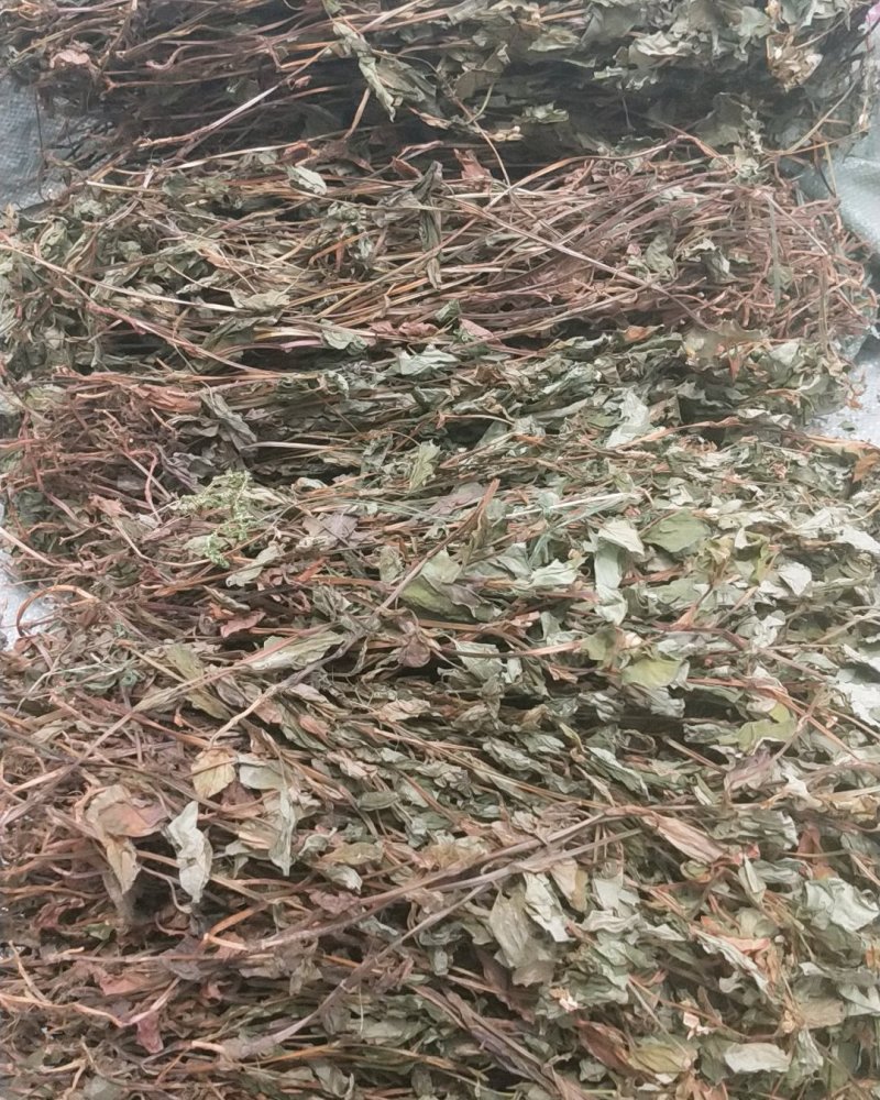 鱼腥草2021野生鱼腥草。折耳根。产地直销