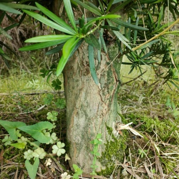 普通罗汉松自家种植，待看后商议后再买！