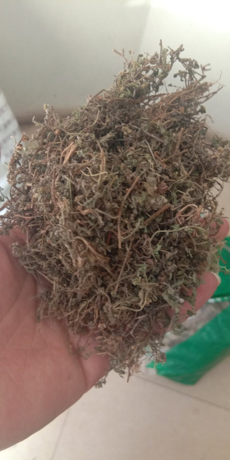 鹅不食草鹅不食食胡荽草无土吸尘各种中药材