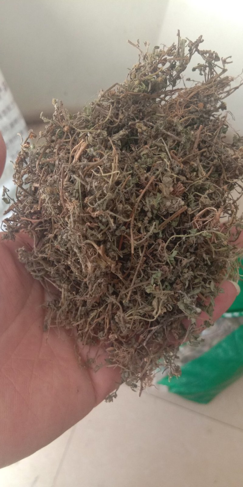 鹅不食草鹅不食食胡荽草无土吸尘各种中药材