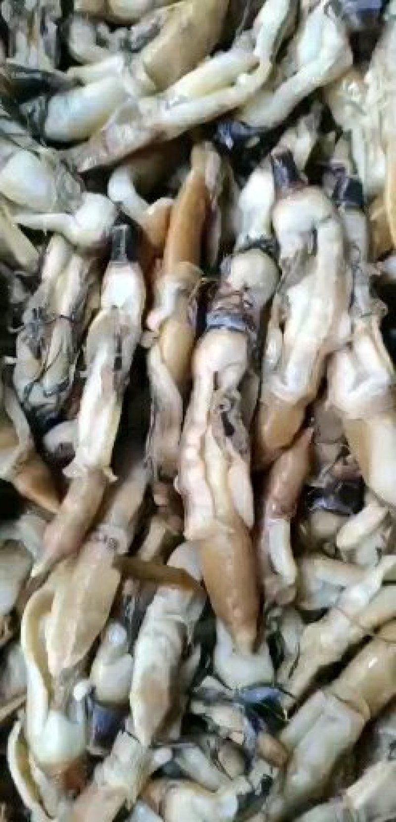 扇贝肉纯原汁扇贝肉每天新鲜加工出货量大优惠