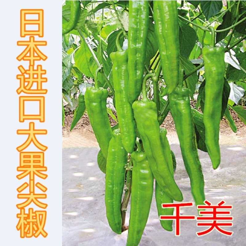 千美大果羊角椒尖椒种子抗病高产