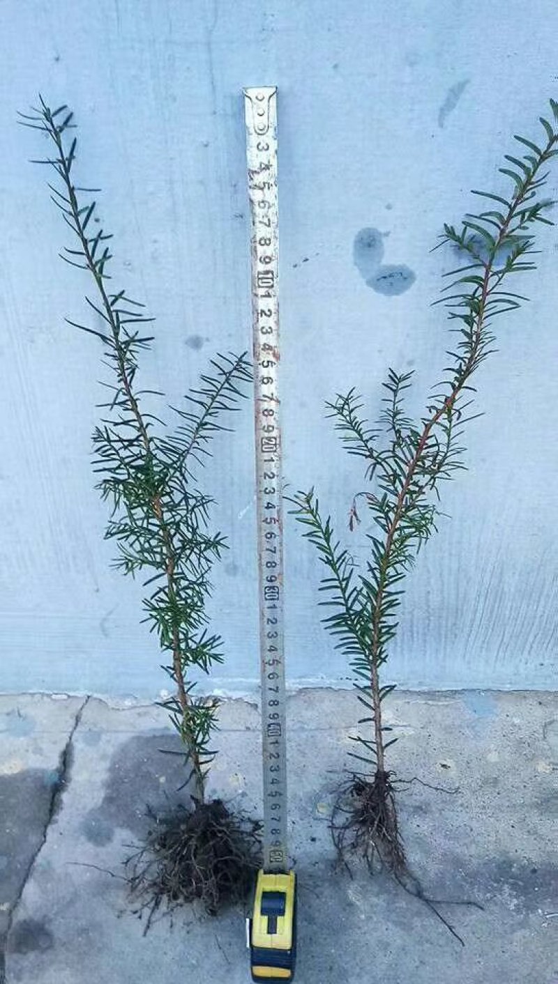 纯东北红豆杉籽播苗，扦插苗，杯苗