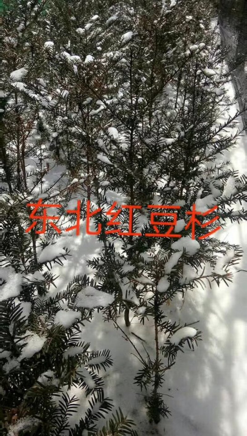 纯东北红豆杉籽播苗，扦插苗，杯苗