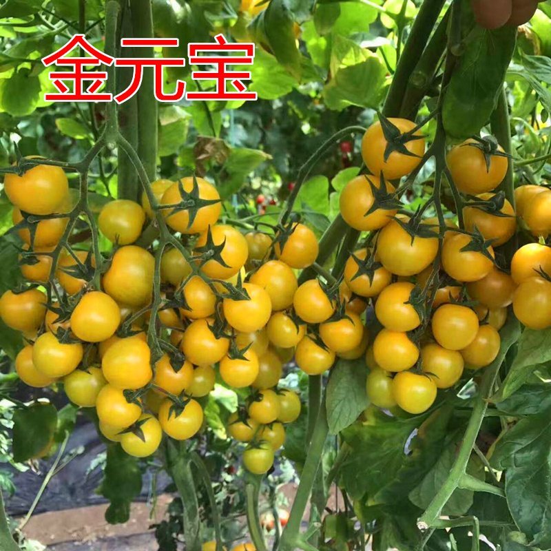 口感黄色圣女果小圆黄番茄种子吃了忘不了的小柿子樱桃