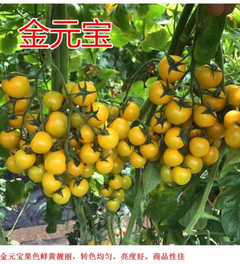 口感黄色圣女果小圆黄番茄种子吃了忘不了的小柿子樱桃