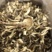 鹿茸菇
