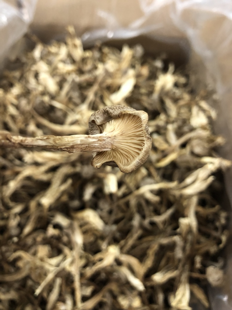 鹿茸菇