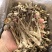 鹿茸菇