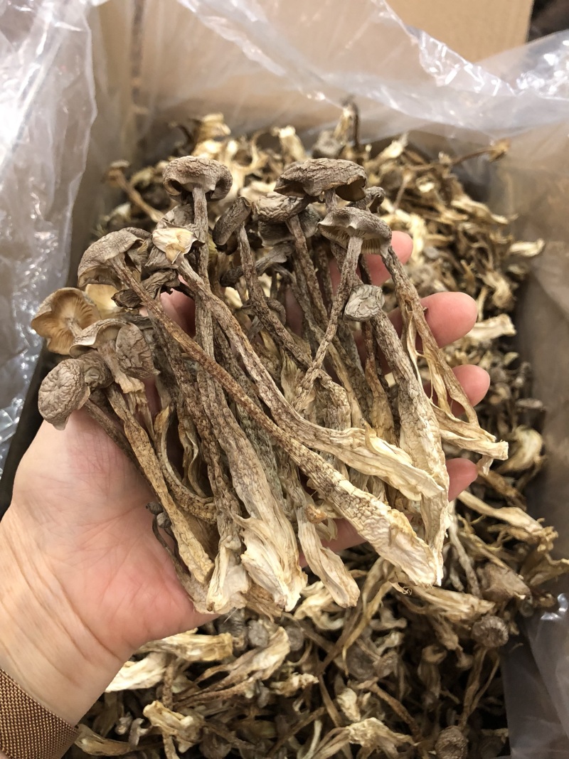 鹿茸菇