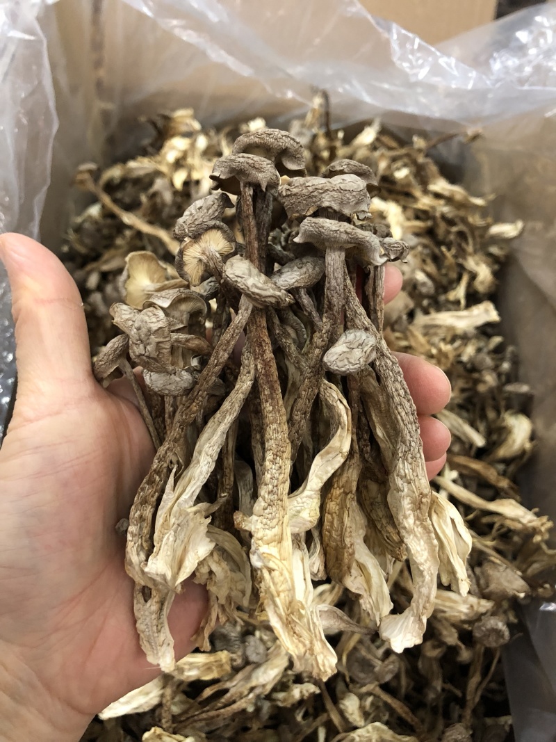 鹿茸菇