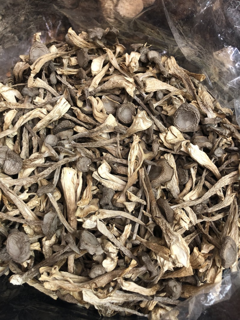 鹿茸菇