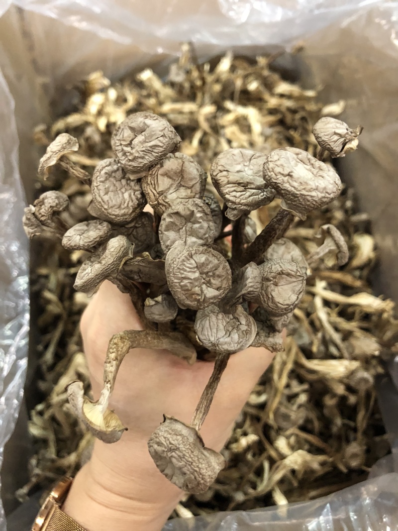 鹿茸菇